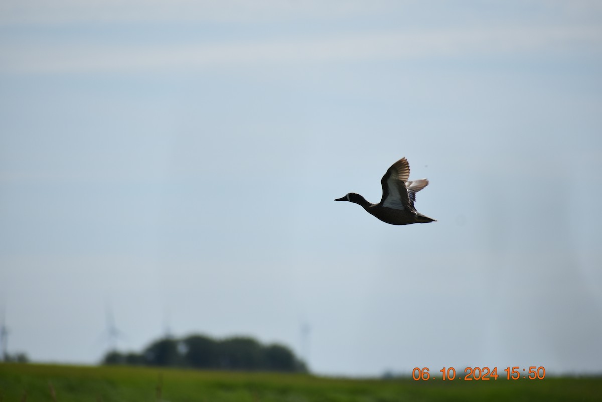 Blue-winged Teal - ML620318109