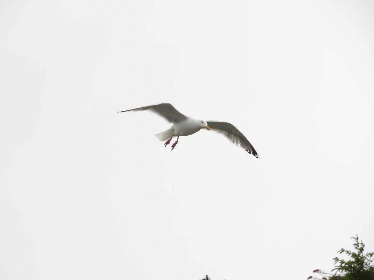 Herring Gull - ML620318124