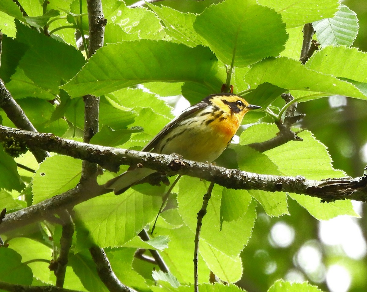 Blackburnian Warbler - ML620318125