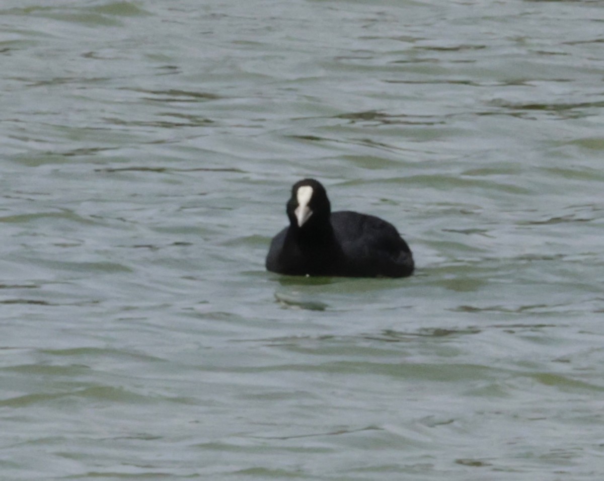 Eurasian Coot - ML620318136