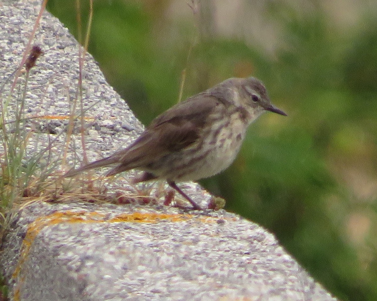 Rock Pipit - ML620318139