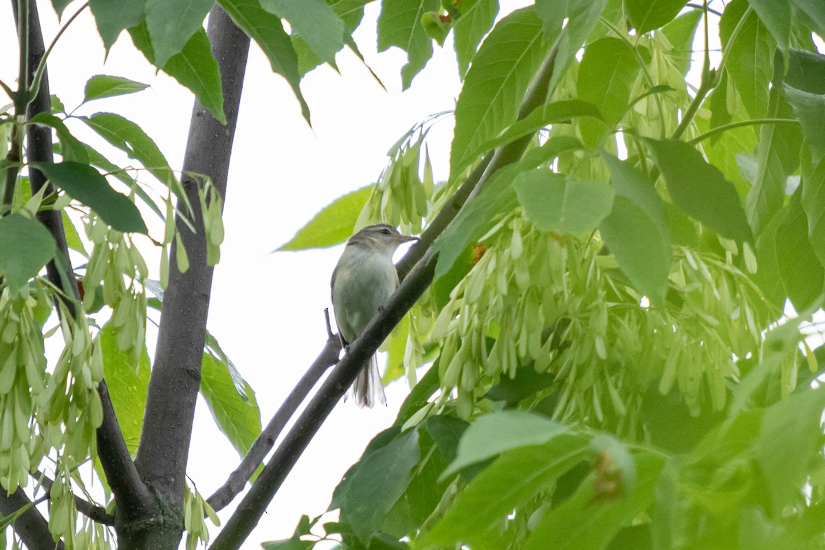 Warbling Vireo - ML620318140