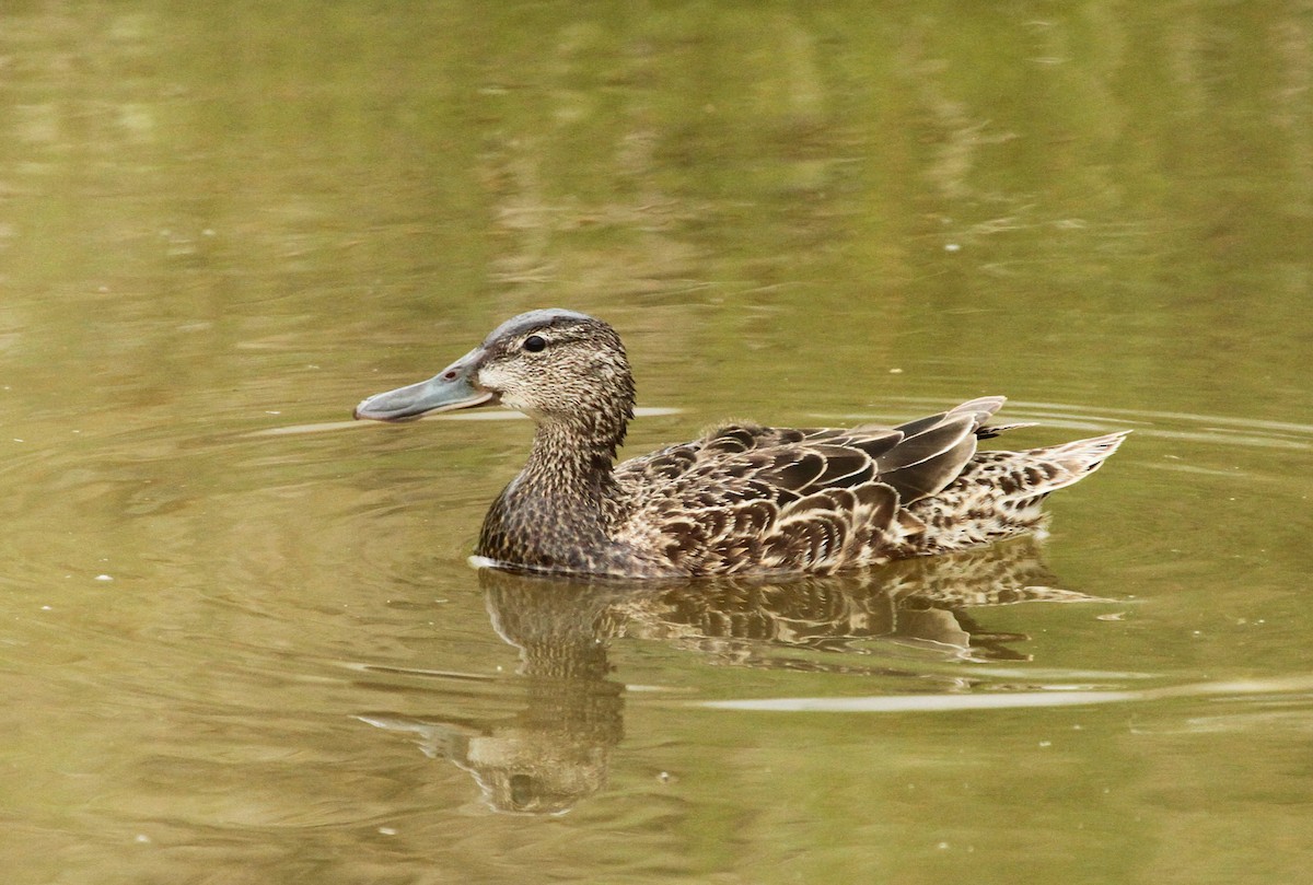 Cinnamon Teal - ML620318143