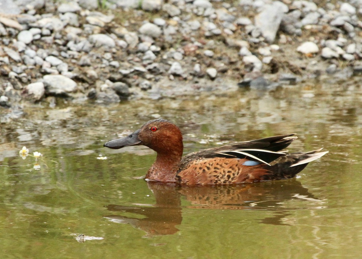 Cinnamon Teal - ML620318144