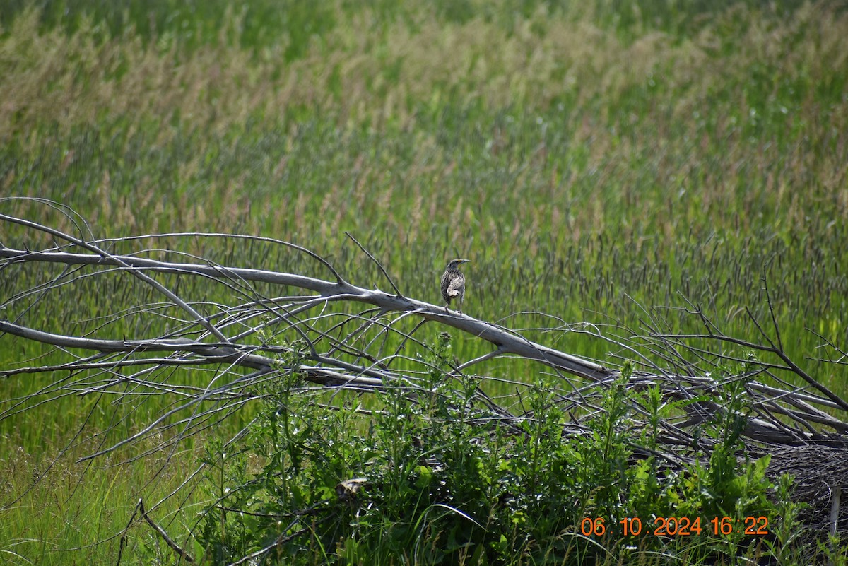 Western Meadowlark - ML620318147