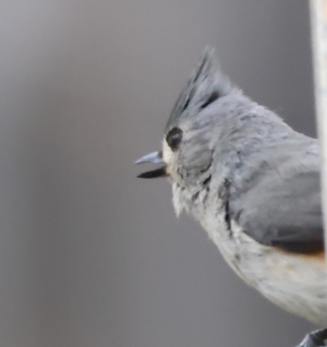 Tufted Titmouse - Marie Provost