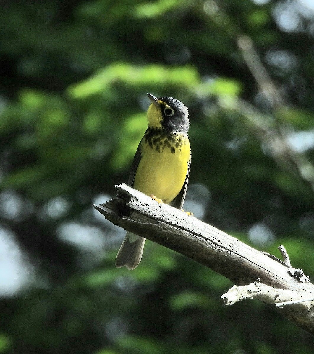 Canada Warbler - ML620318150