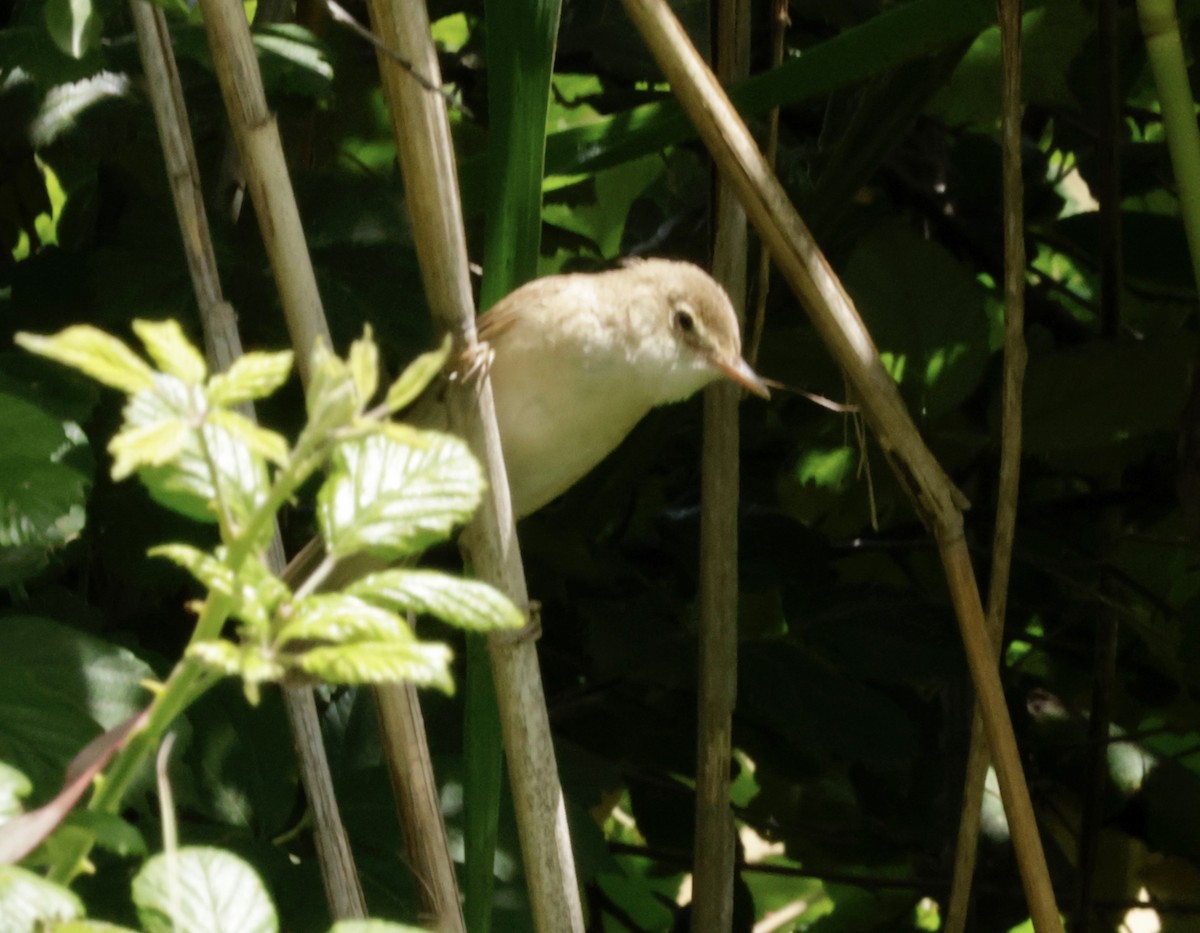 Common Reed Warbler - ML620318151