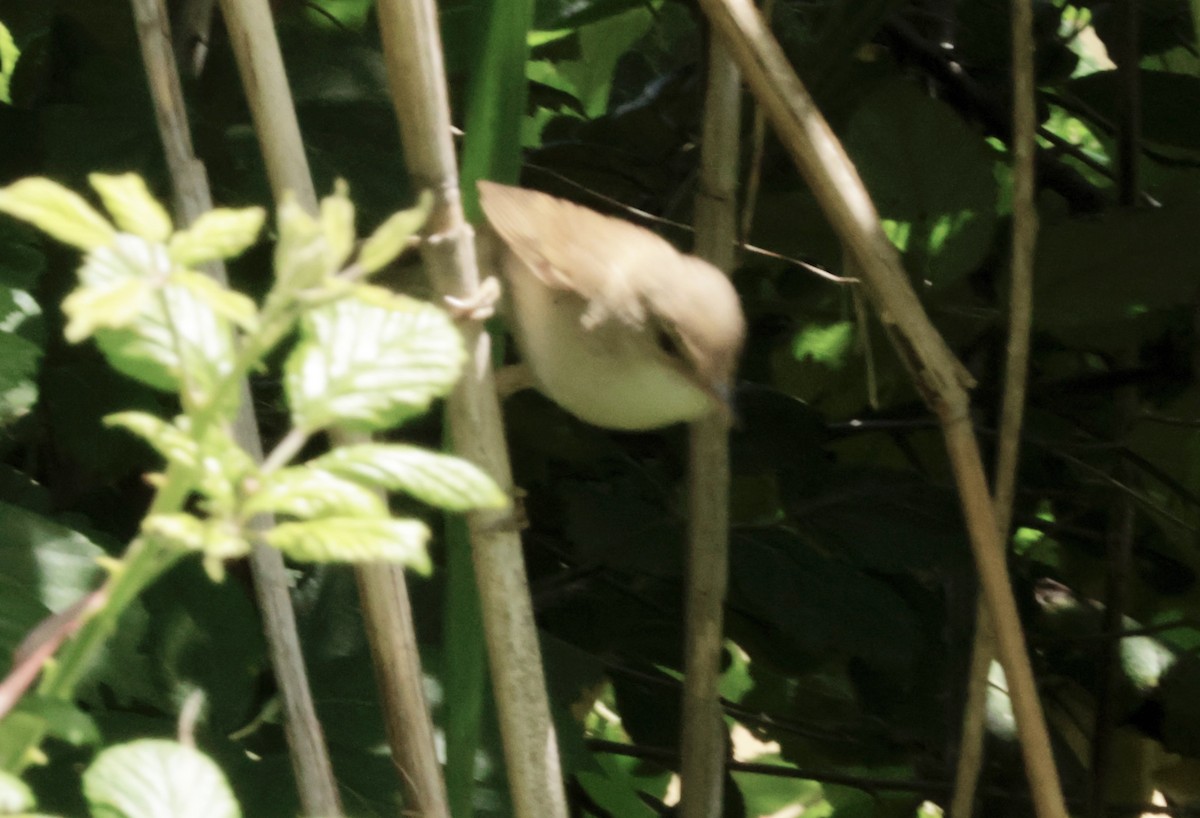 Common Reed Warbler - ML620318155
