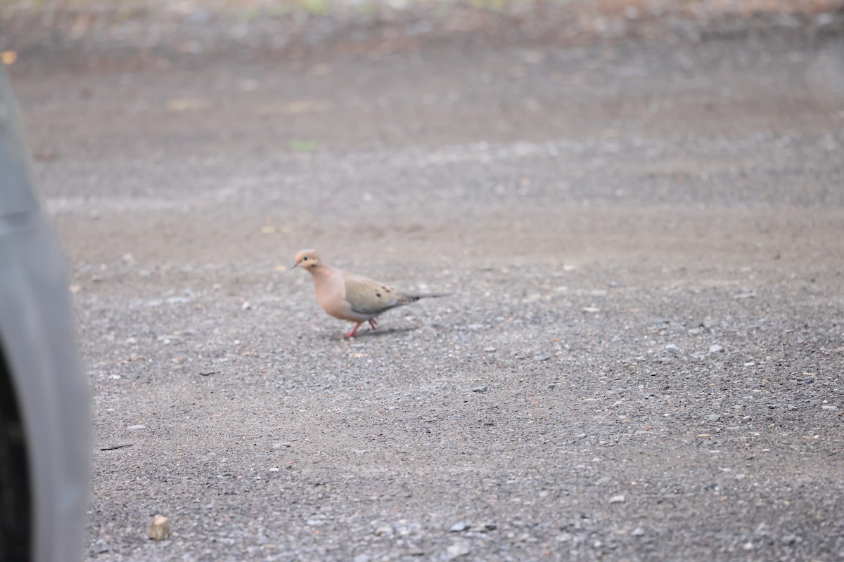 Mourning Dove - ML620318160