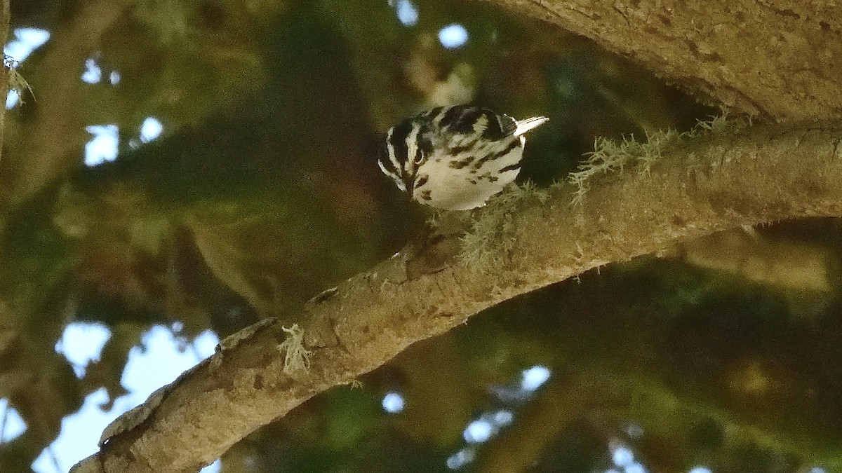 Black-and-white Warbler - ML620318164