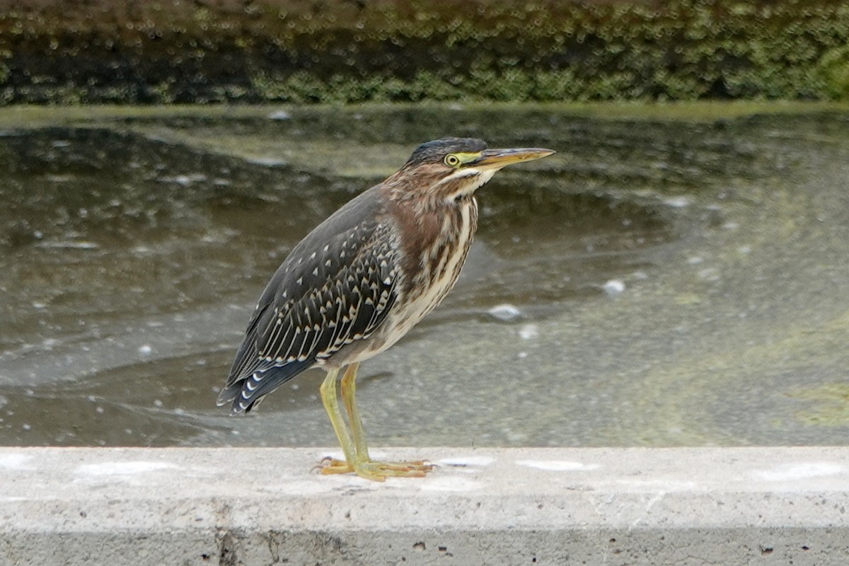 Green Heron - ML620318165