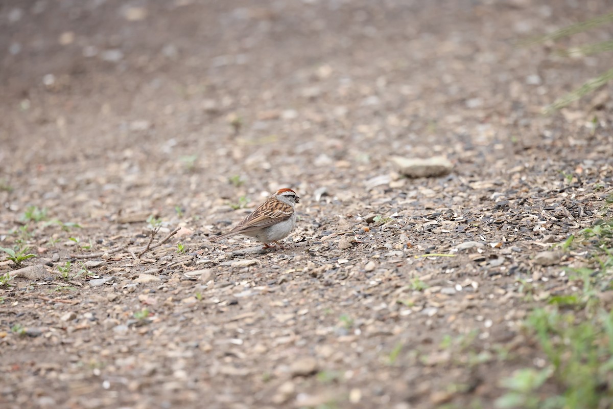 Chipping Sparrow - ML620318166