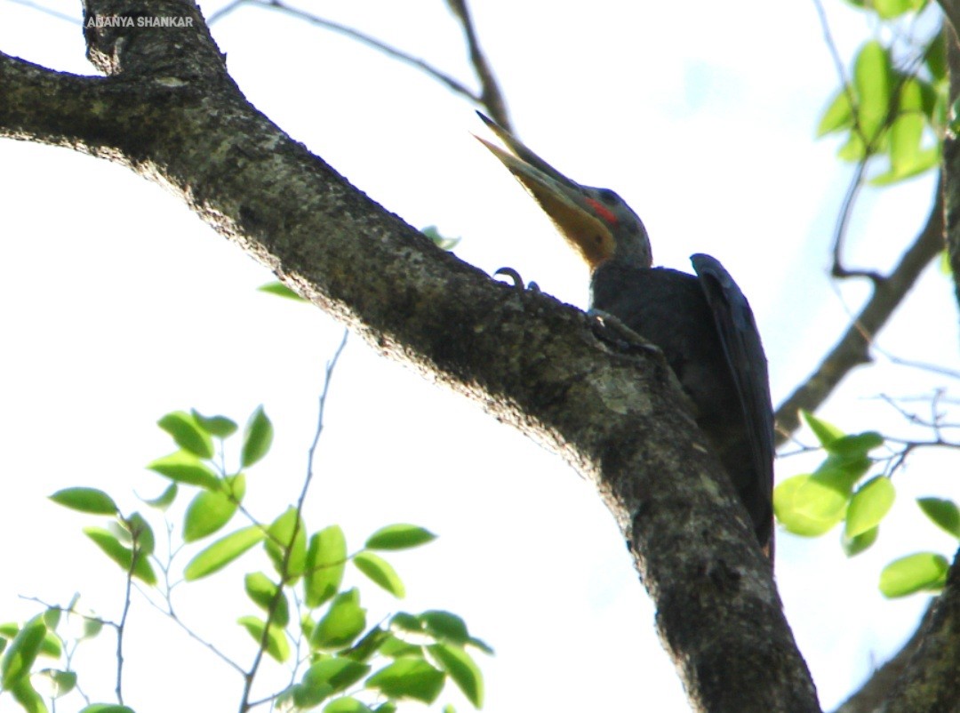 Great Slaty Woodpecker - ML620318167