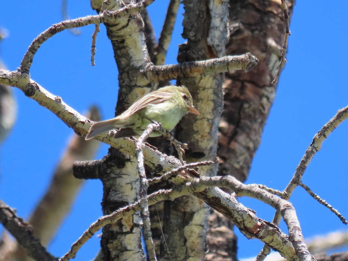 Western Flycatcher (Cordilleran) - ML620318173