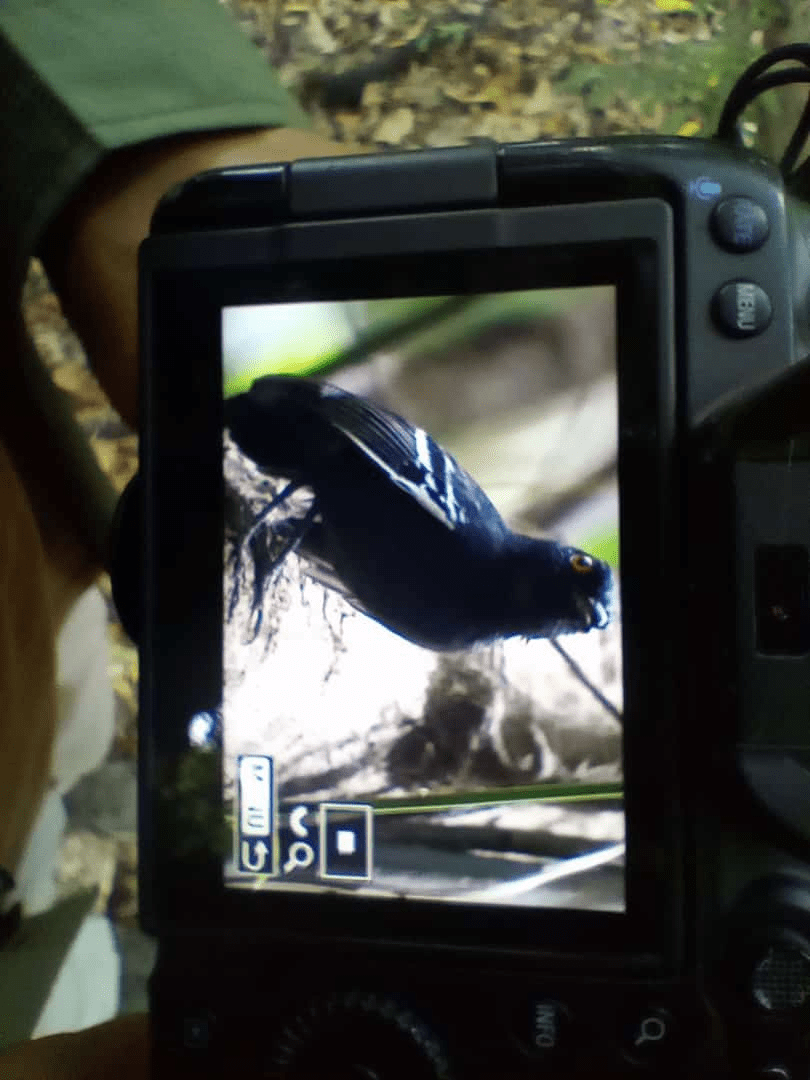 Black-tailed Antbird - ML620318178