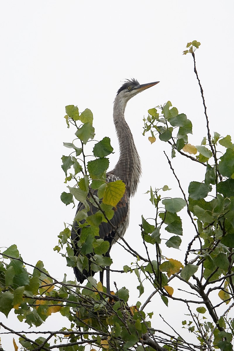 Garza Azulada - ML620318181