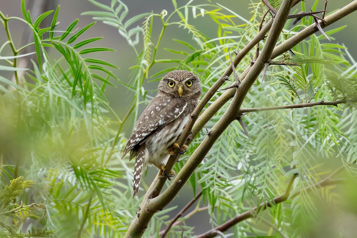 Peruvian Pygmy-Owl - ML620318182