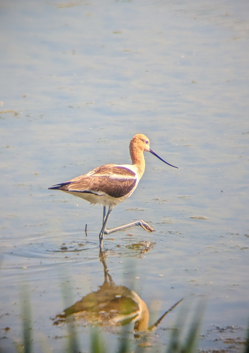 Avocette d'Amérique - ML620318185