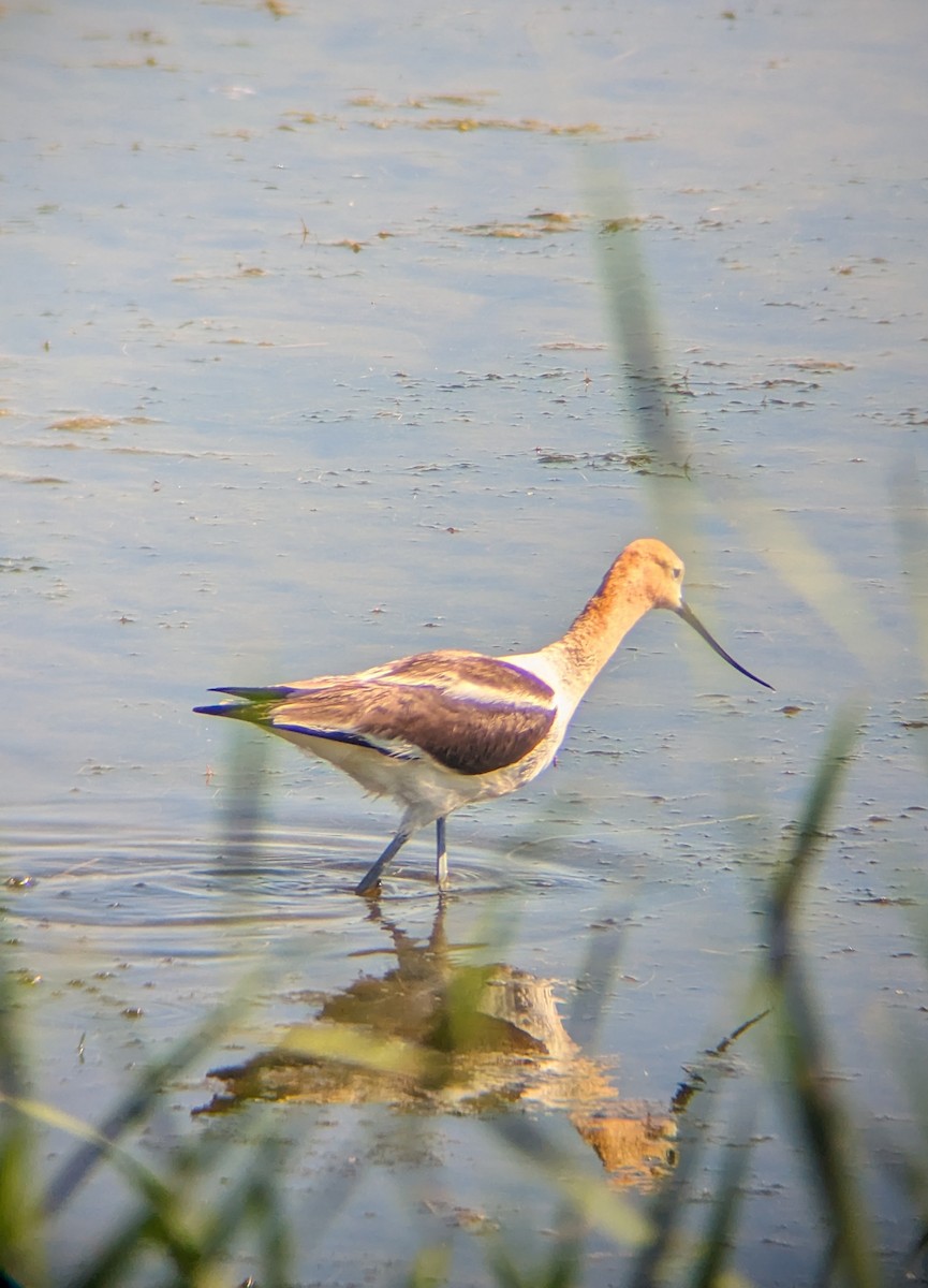 Avocette d'Amérique - ML620318189