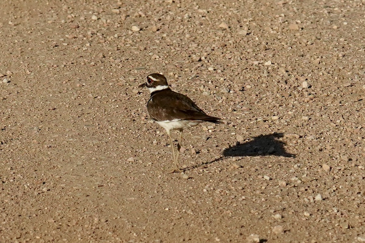 Killdeer - ML620318191