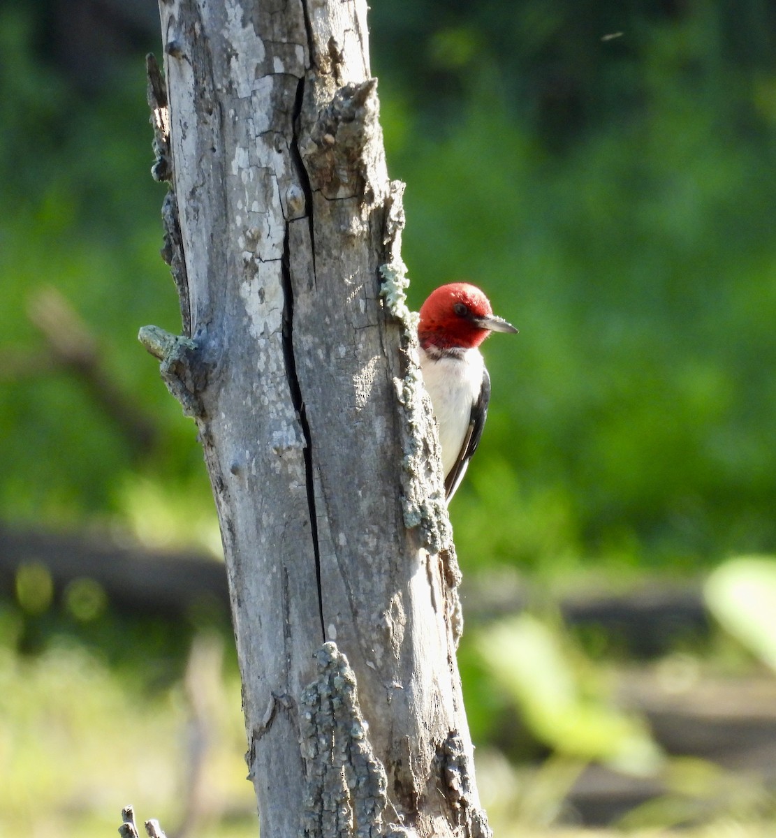 Red-headed Woodpecker - ML620318196