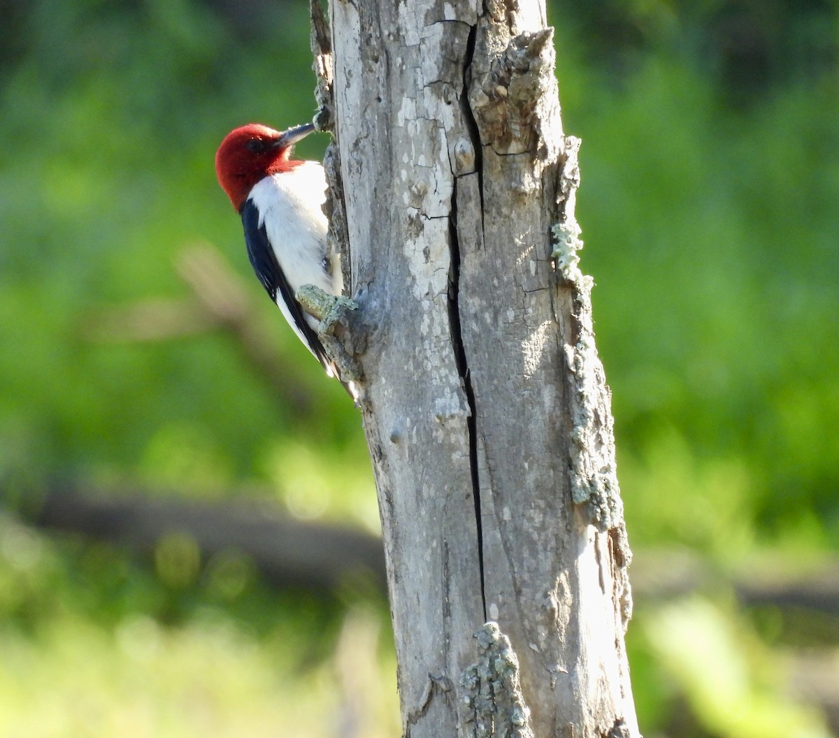 Red-headed Woodpecker - ML620318197