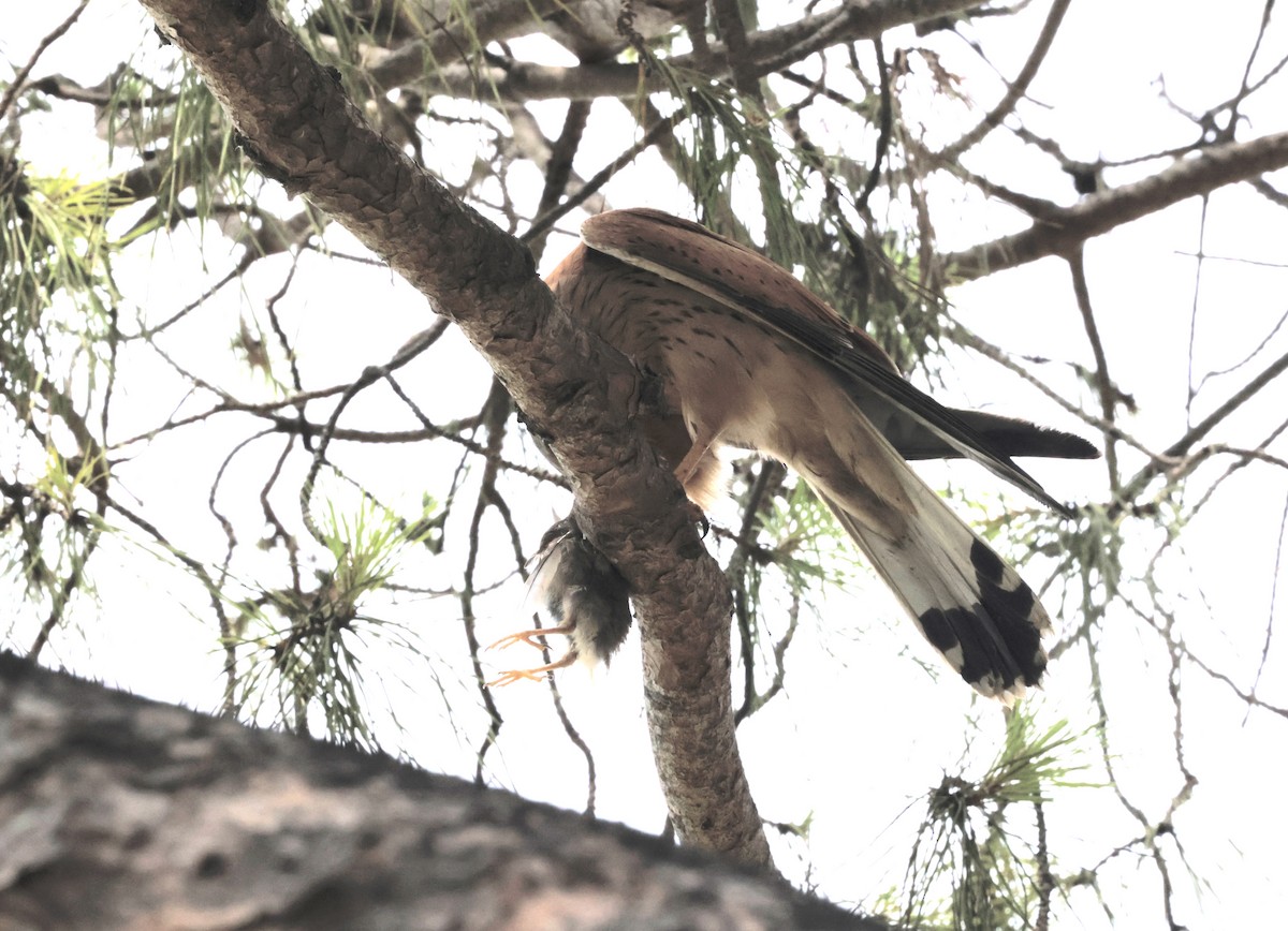 Eurasian Kestrel - ML620318205