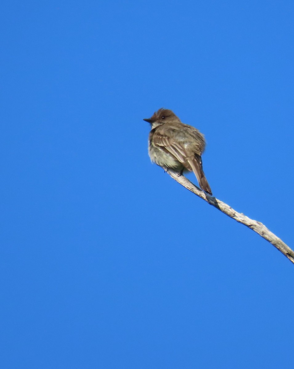 Eastern Phoebe - ML620318207