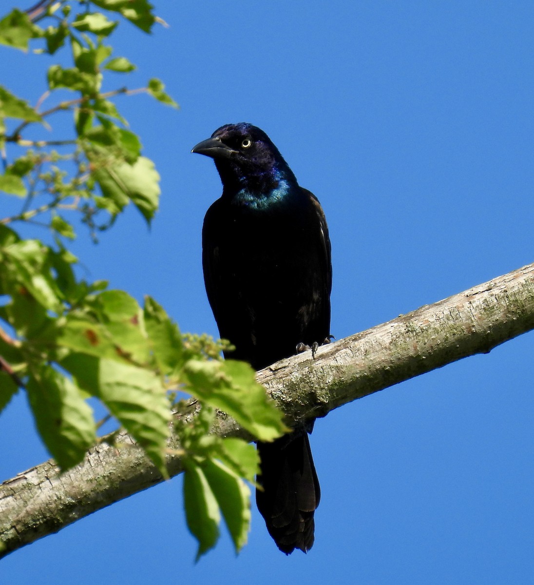 Common Grackle - ML620318208