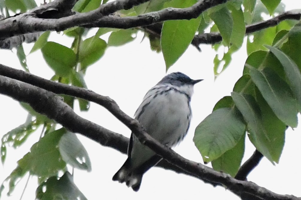 Blauwaldsänger - ML620318212