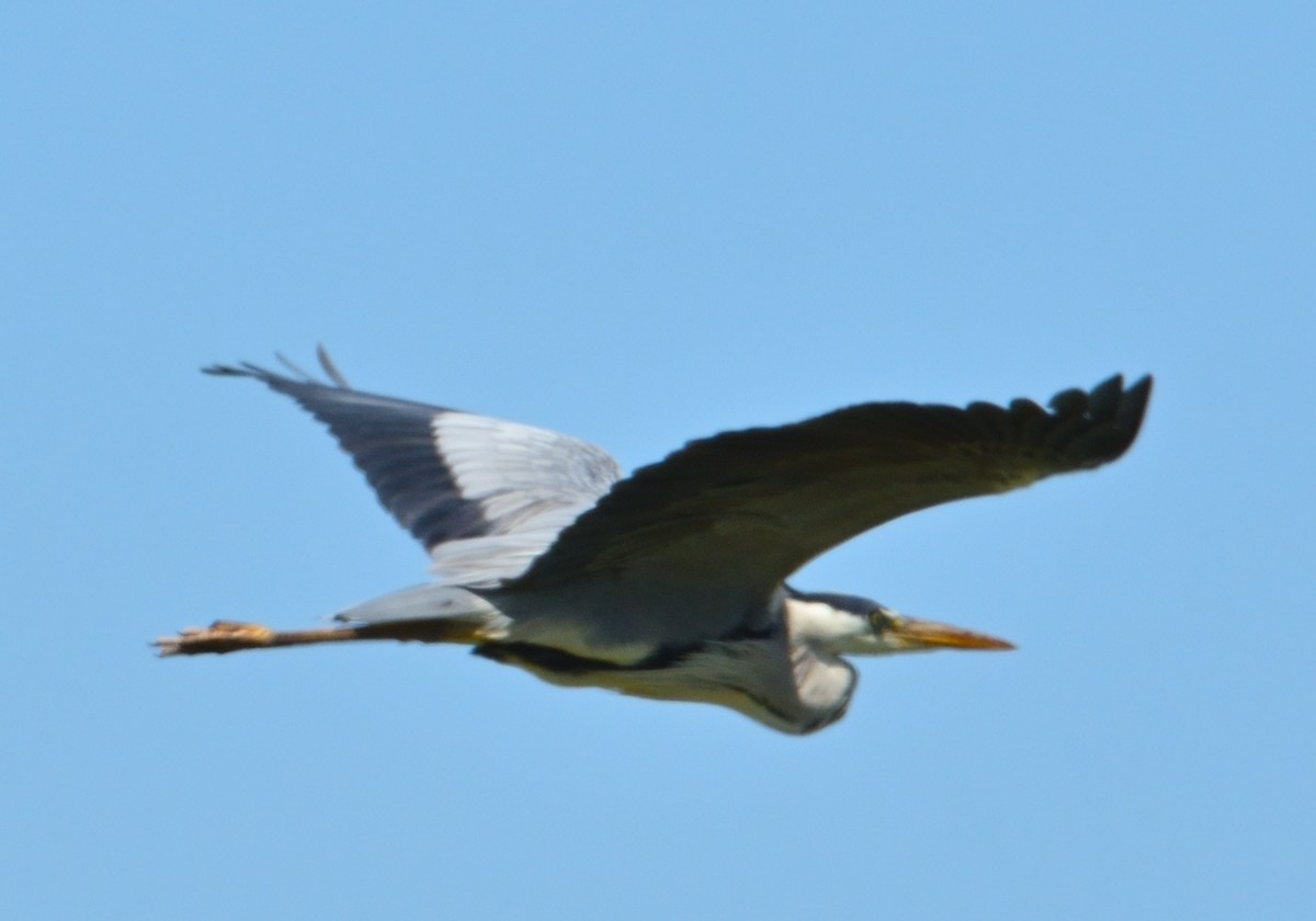 Gray Heron - ML620318216