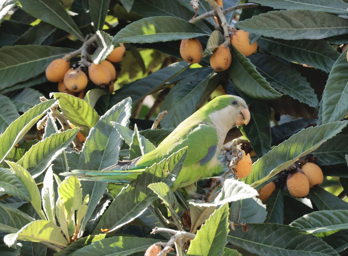 Monk Parakeet - ML620318217