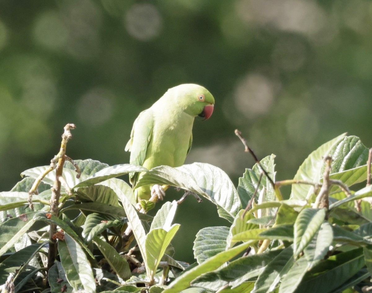 Rose-ringed Parakeet - ML620318220