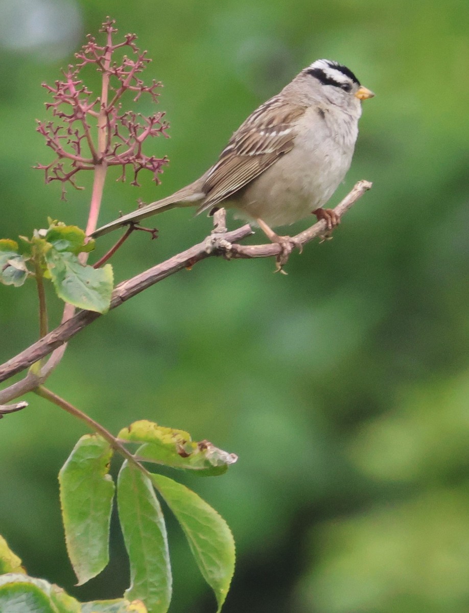 White-crowned Sparrow - ML620318221
