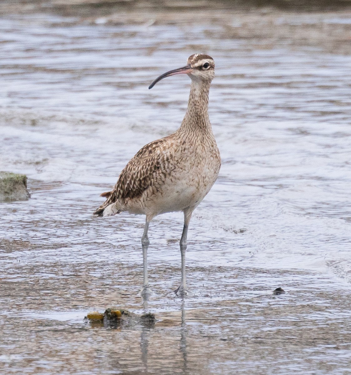 Whimbrel - ML620318230