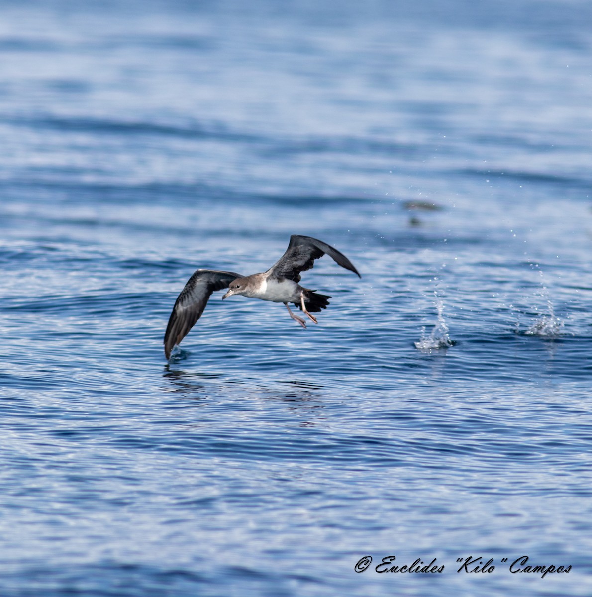 Pink-footed Shearwater - ML620318261