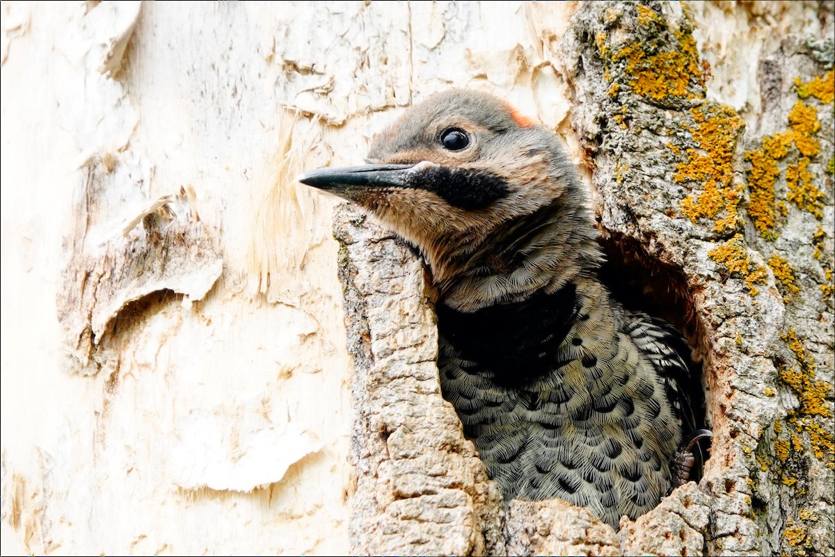 Northern Flicker - ML620318268