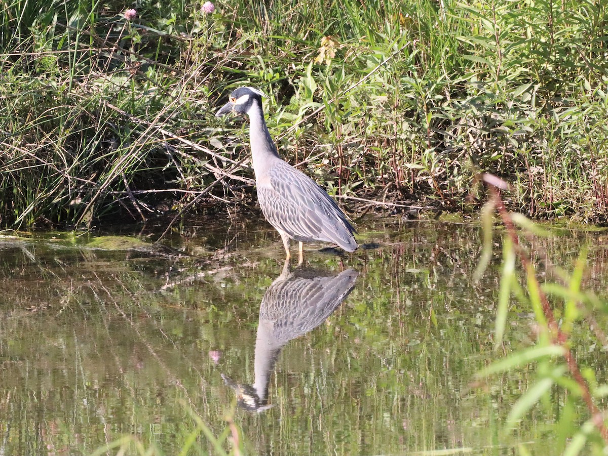 Yellow-crowned Night Heron - ML620318271