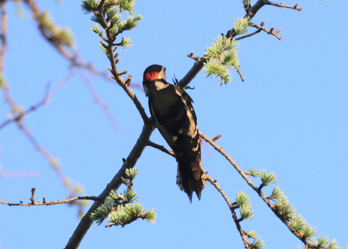 Great Spotted Woodpecker - ML620318272