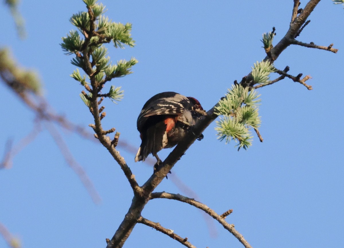 Great Spotted Woodpecker - ML620318284