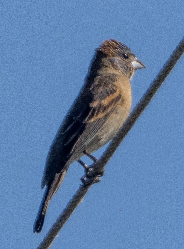 Blue Grosbeak - ML620318300