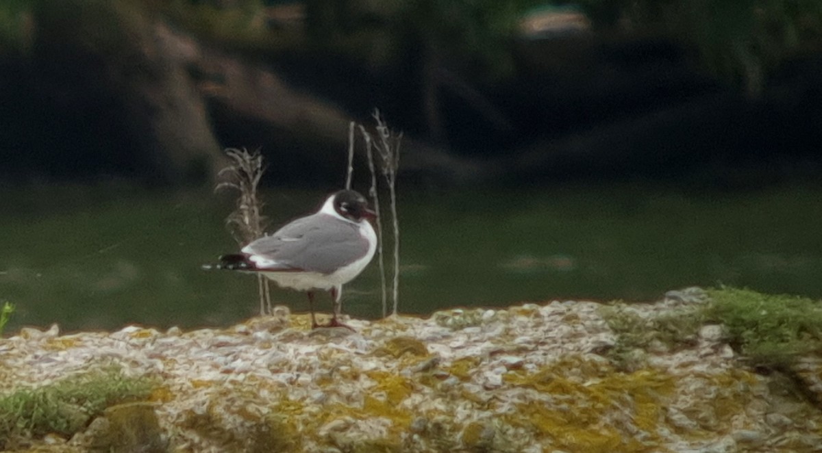 Franklin's Gull - ML620318302