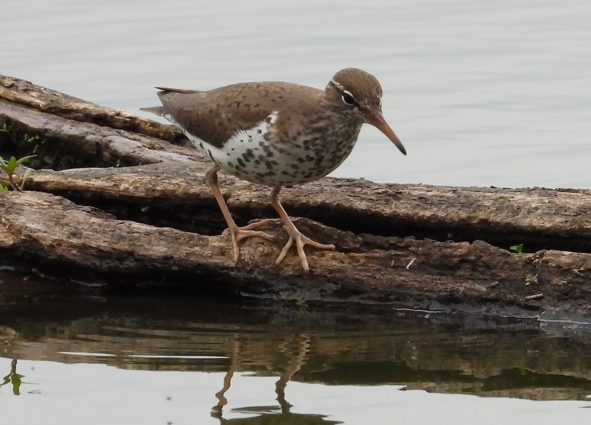 Spotted Sandpiper - ML620318304