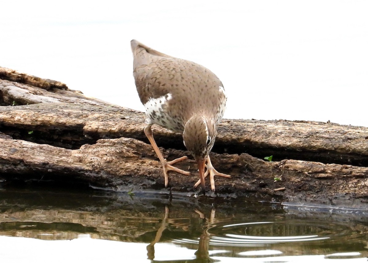 Spotted Sandpiper - ML620318308