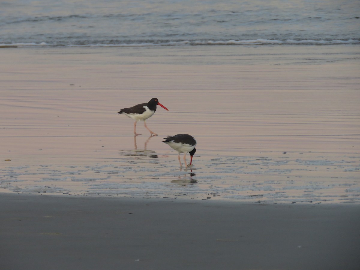 American Oystercatcher - ML620318315