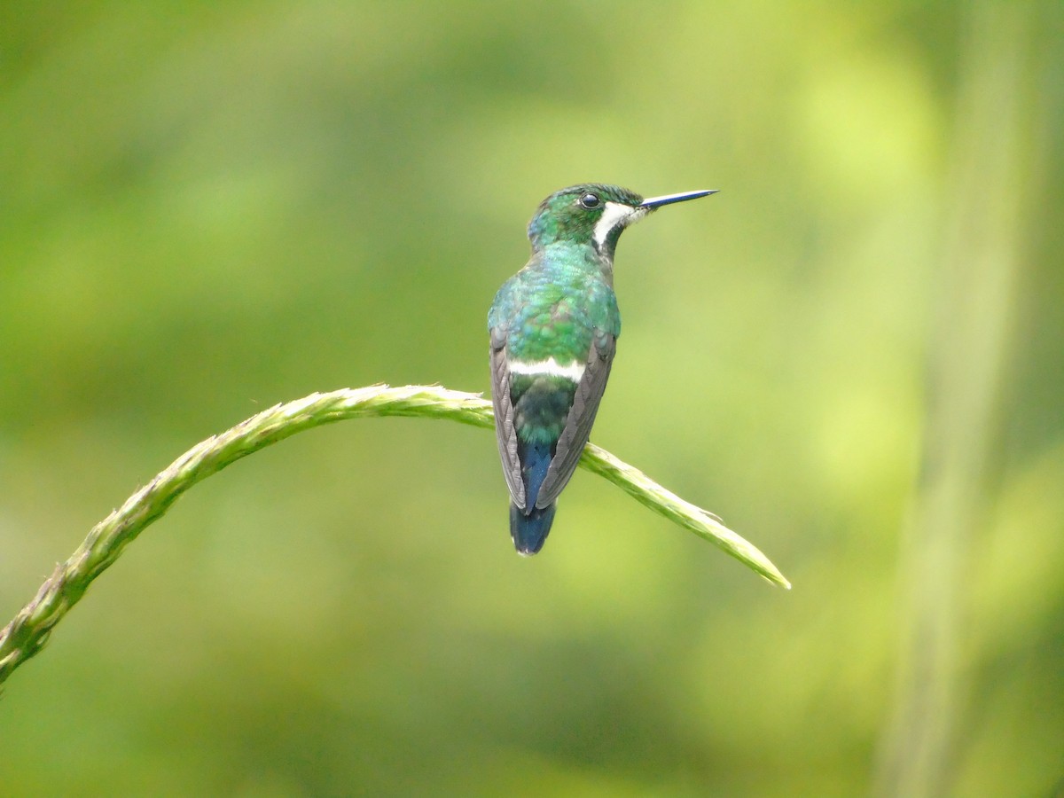 Rabudito Verde - ML620318327