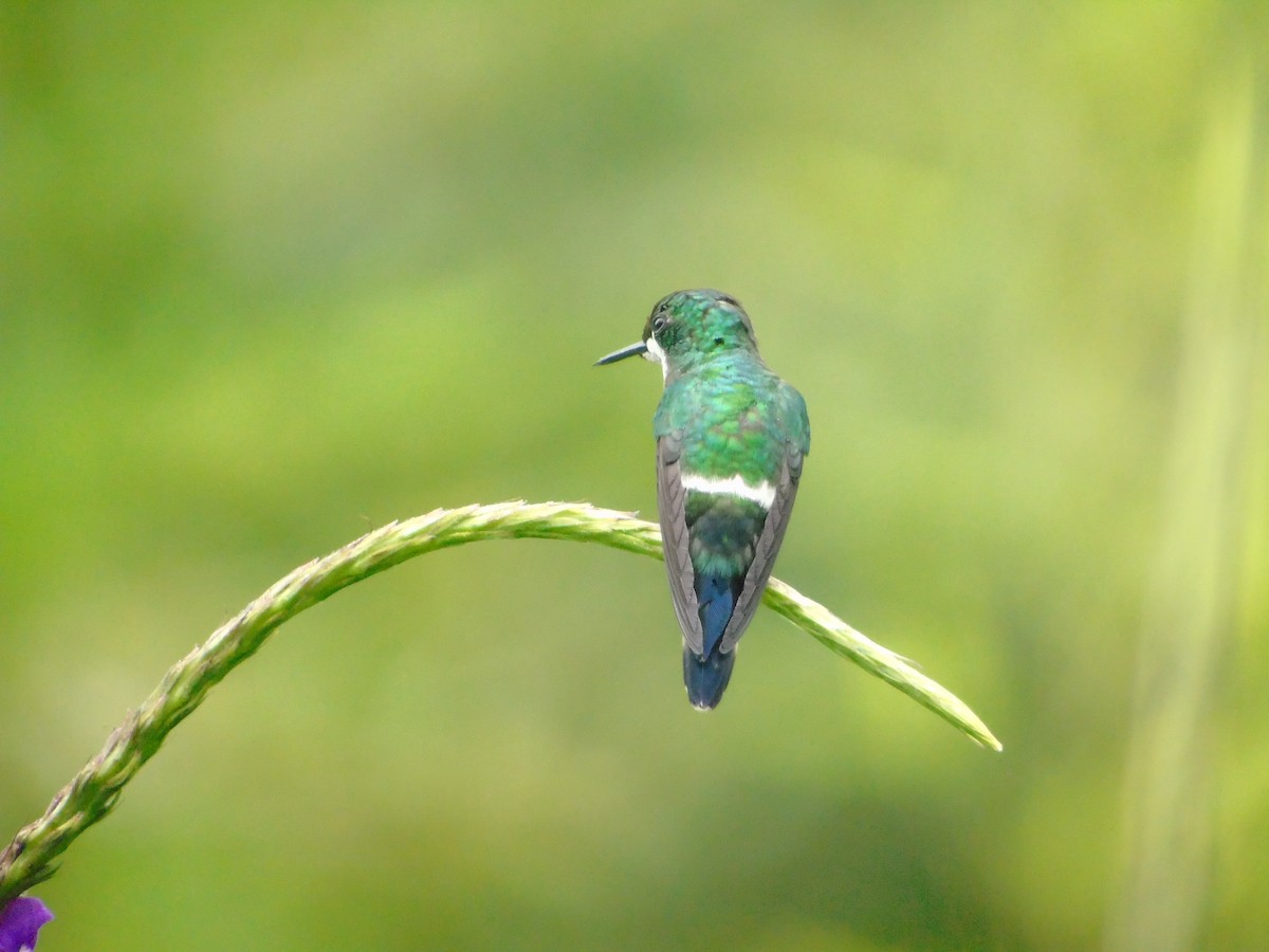 kolibřík trnoocasý - ML620318328