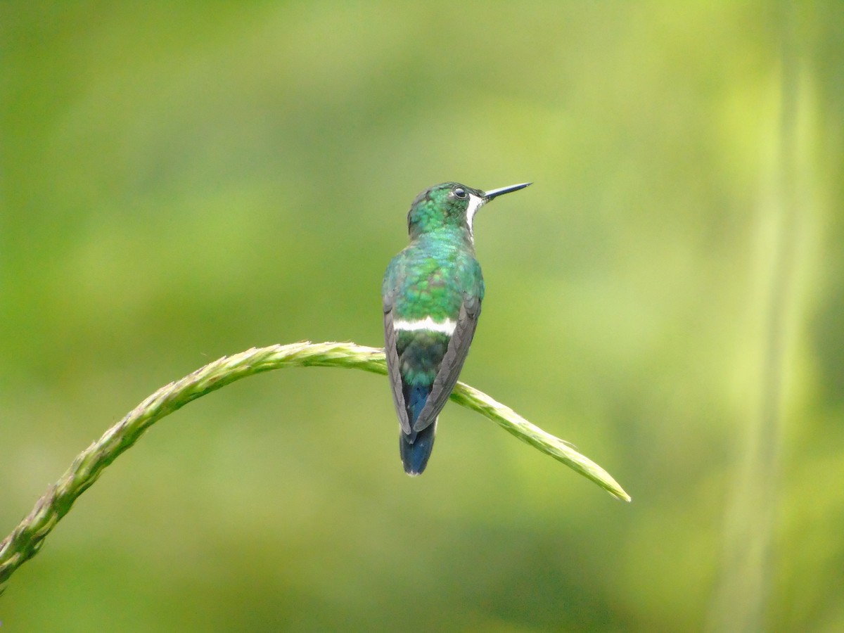 Green Thorntail - ML620318329