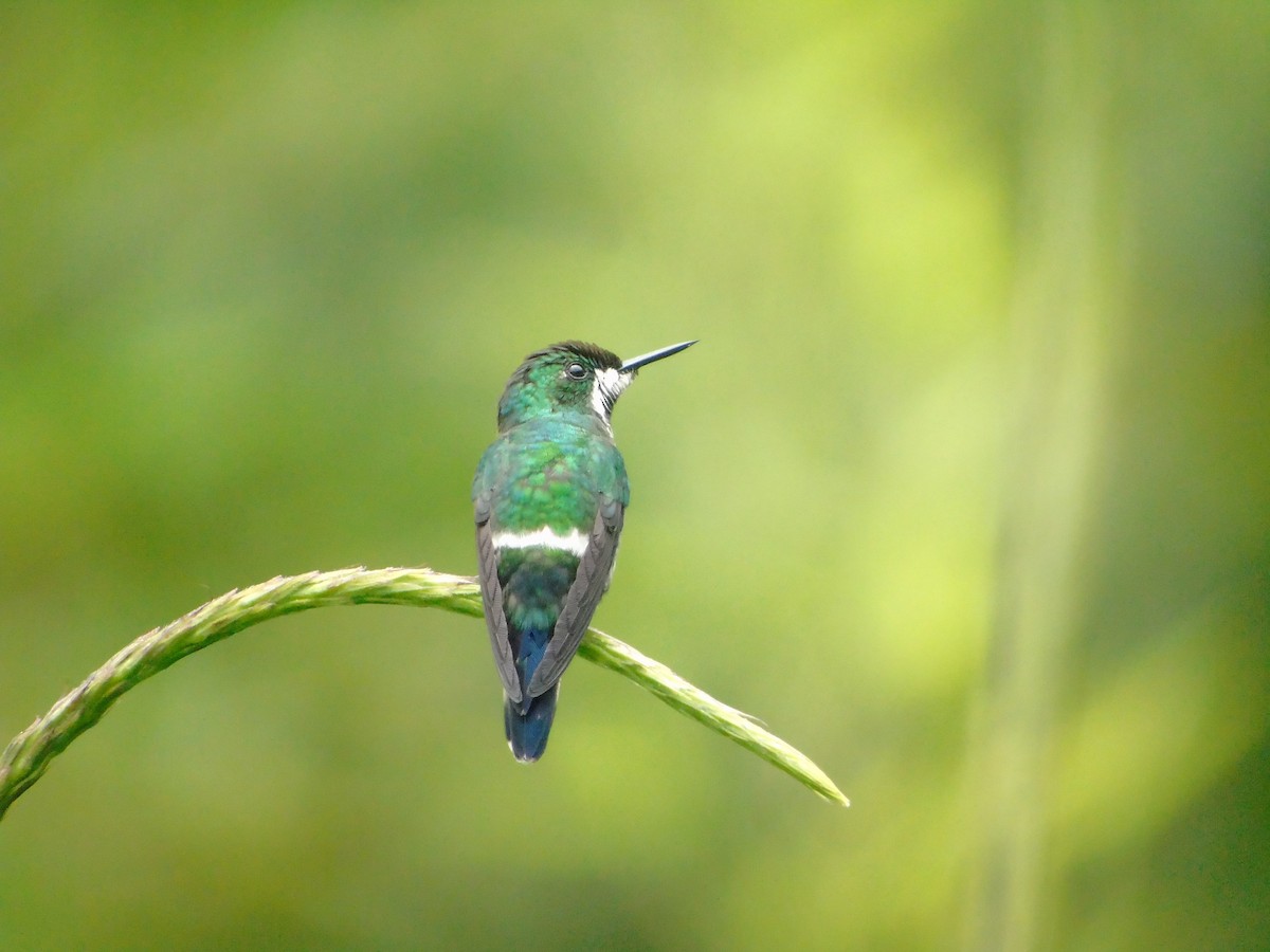 kolibřík trnoocasý - ML620318330